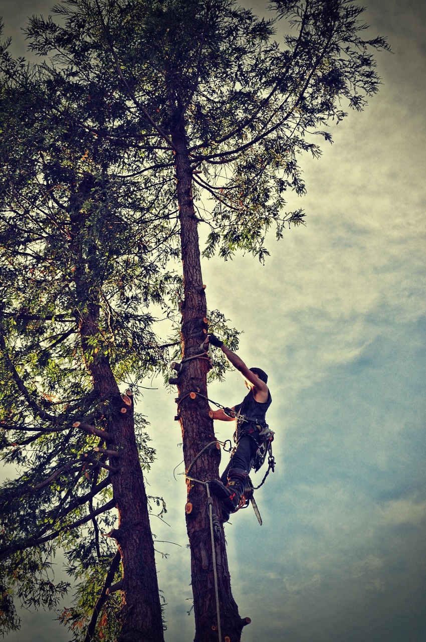tree service elmira