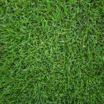 green grass elmira new york