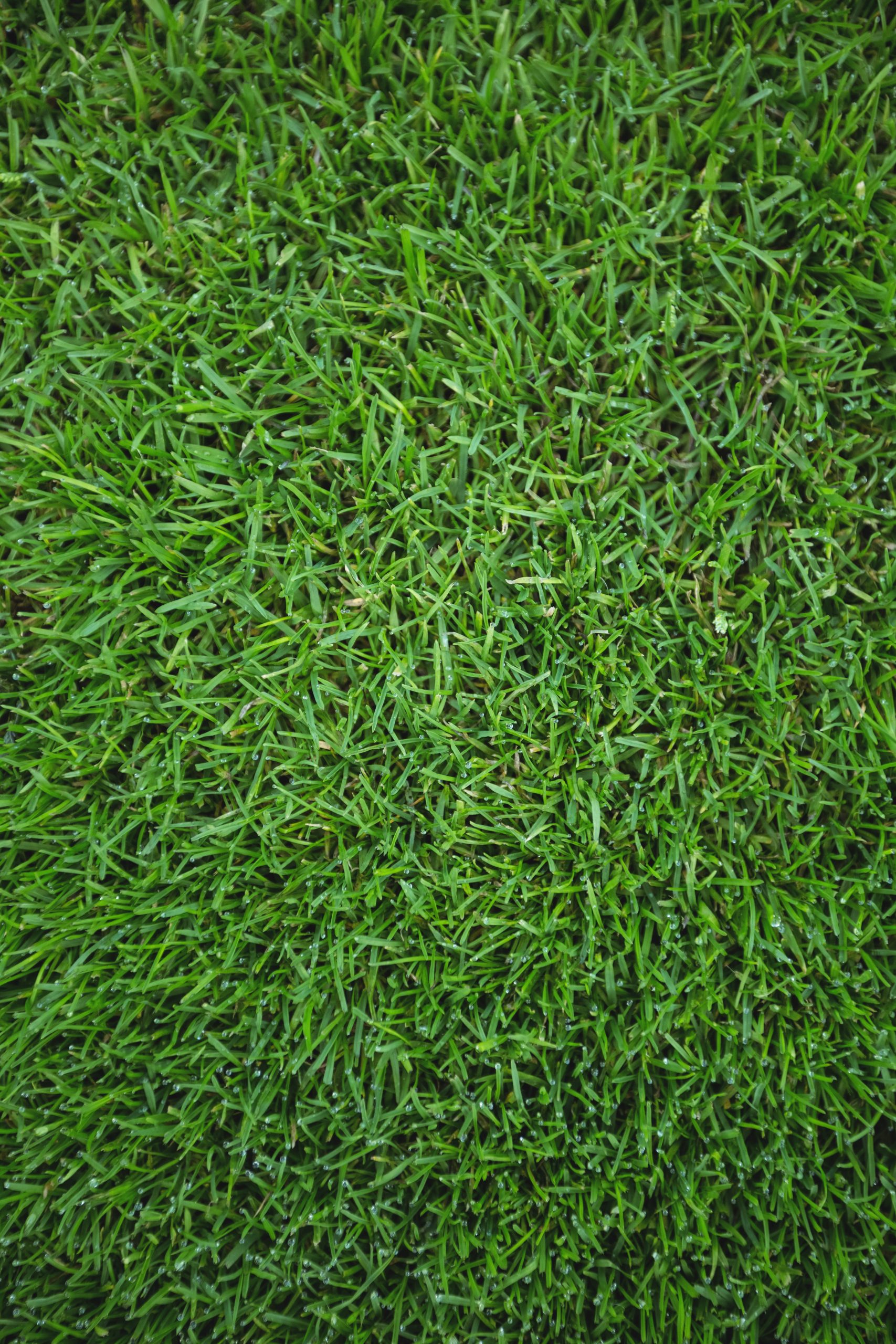green grass elmira new york
